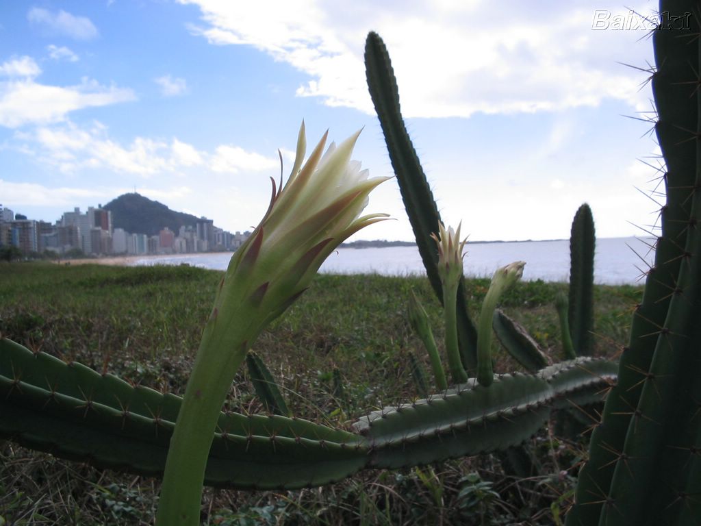 Cactus na praia da Costa Vila Velha Espírito Santo