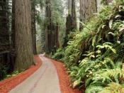 Redwood National california 1600 x 1200
