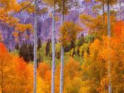 Fall Aspens Cimarron Road Colorado 800 x 600