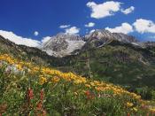 Spring Wildflowers in Alpine Meadow at Lead King Basin in Marble Colorado 1600 x 1200